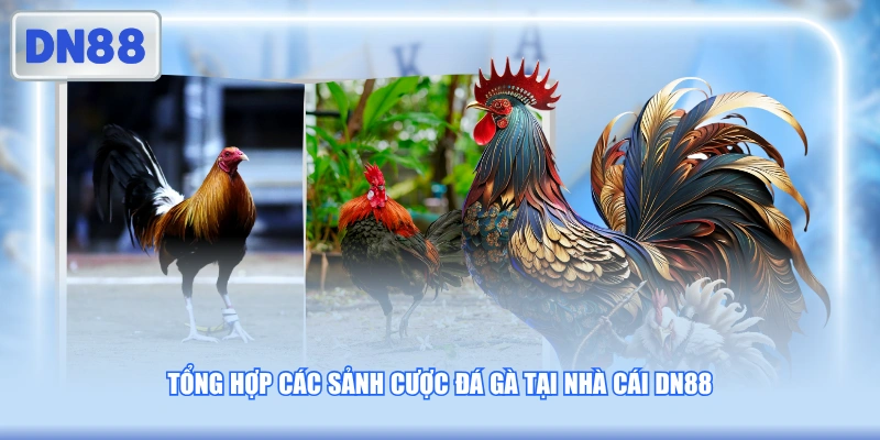 Tổng hợp các sảnh cược đá gà tại nhà cái DN88 